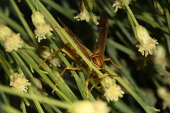Polistes flavus