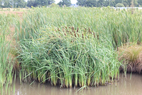 Typha orientalis iNat (1)
