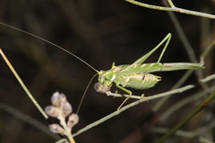 Insara elegans