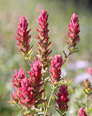 Castilleja rhexiifolia