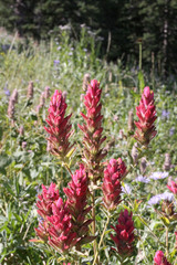 Castilleja rhexiifolia