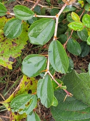 Ziziphus mauritiana
