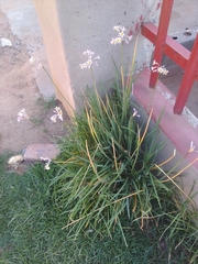 Tulbaghia