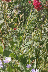 Castilleja rhexiifolia