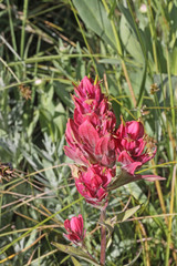 Castilleja rhexiifolia
