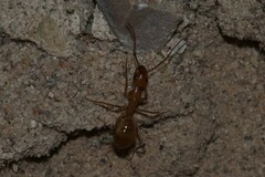 Camponotus festinatus