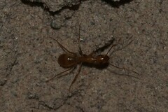 Camponotus festinatus