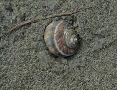 Amphibola crenata