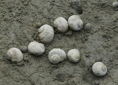 Amphibola crenata