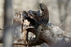 Oplurus cyclurus
