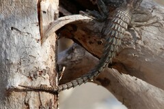 Oplurus cyclurus