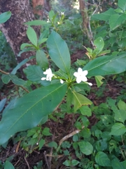 Rauvolfia verticillata