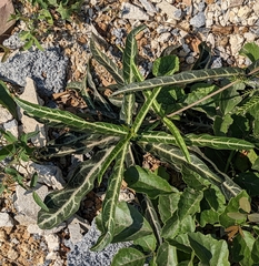 Codiaeum variegatum