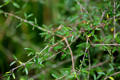 Coprosma linariifolia