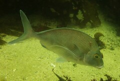 Nemadactylus douglasii