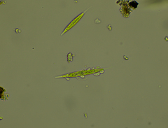 Chlorogonium