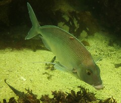 Nemadactylus douglasii