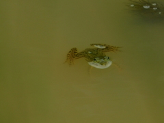 Euphlyctis cyanophlyctis