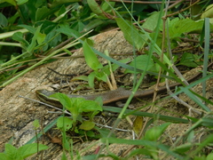 Eutropis carinata