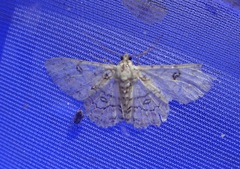 Cleora acaciaria