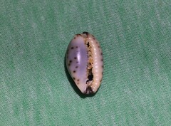 Purpuradusta gracilis