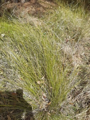 Ptilothrix deusta