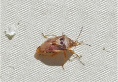 Eupolemus angularis