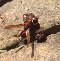 Vespa orientalis
