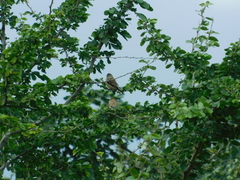 Ploceus philippinus