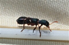 Tarsostenodes simulator