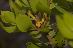 Persoonia
