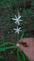 Chlorophytum comosum