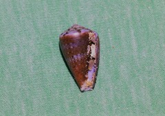 Conus aplustre