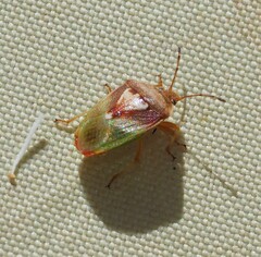 Eupolemus angularis