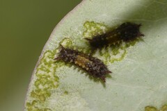 Limacodidae