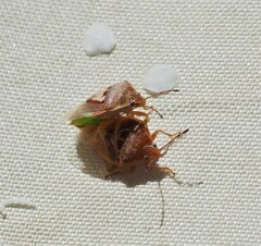 Eupolemus angularis