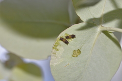 Limacodidae