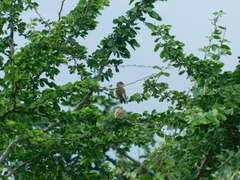 Ploceus philippinus