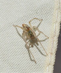 Cheiracanthiidae