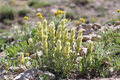 Castilleja septentrionalis