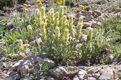 Castilleja septentrionalis