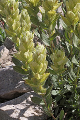 Castilleja septentrionalis