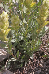 Castilleja septentrionalis
