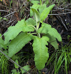 Salvia spathacea