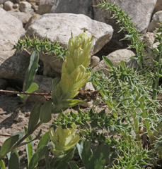 Castilleja septentrionalis