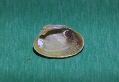 Irus crenatus