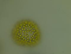 Uroglena volvox