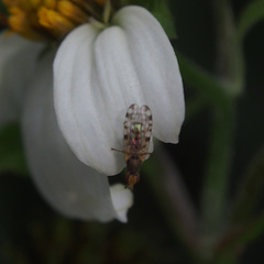 Campiglossa sororcula