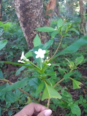 Rauvolfia verticillata