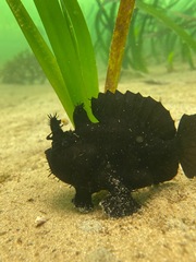 Antennarius striatus